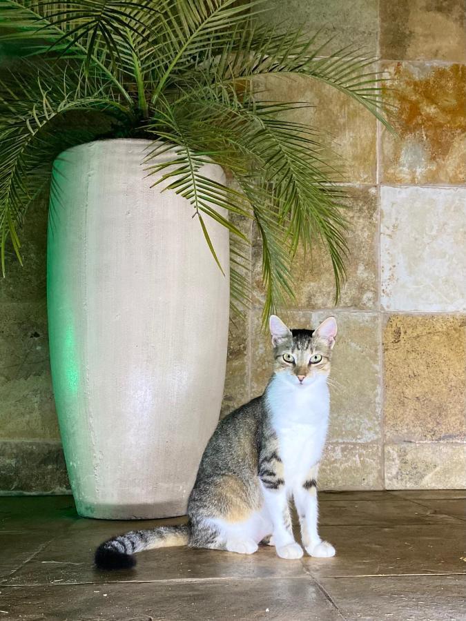 بري Villa Corsica المظهر الخارجي الصورة